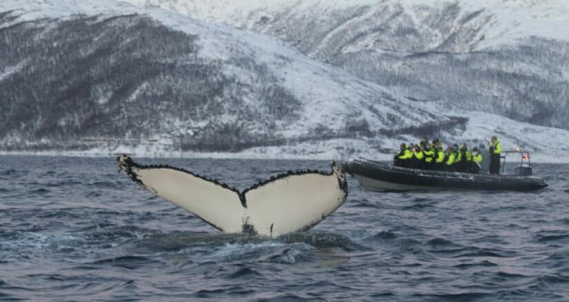 Observação de baleias nos países nórdicos