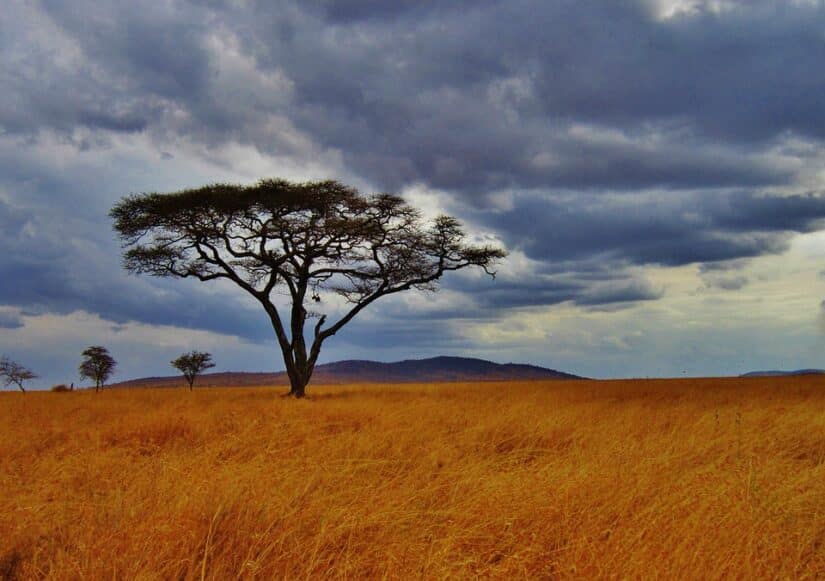 ingresso para Safári Serengeti