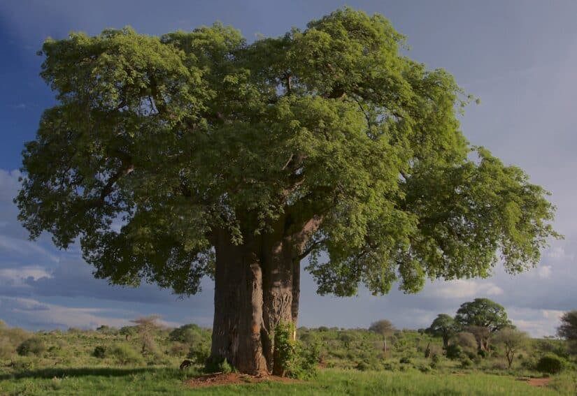 Parque Nacional Tarangire