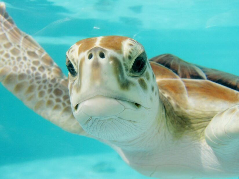 Mergulho de snorkel com tartarugas