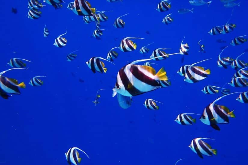 Passeio de barco ao entardecer + Snorkel