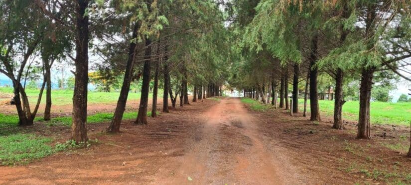 Hotel fazenda em Minas Gerais com passeio a cavalo