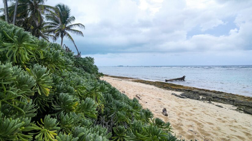 Melhores bairros e hotéis para se hospedar em Orange Hill na Colômbia Praia tropical com plantas verdes exuberantes e palmeiras - descubra onde ficar em San Andrés ao longo dessa costa calma e arenosa.