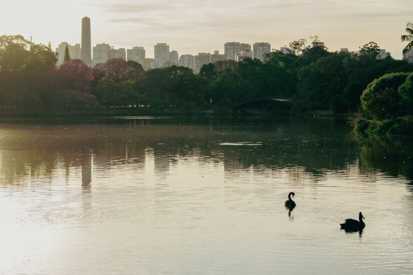 onde ficar em São Paulo no Paraíso perto do ibirapuera Dois cisnes negros nadam em um lago no Parque do Ibirapuera calmo ao pôr do sol, com os prédios da cidade atrás.