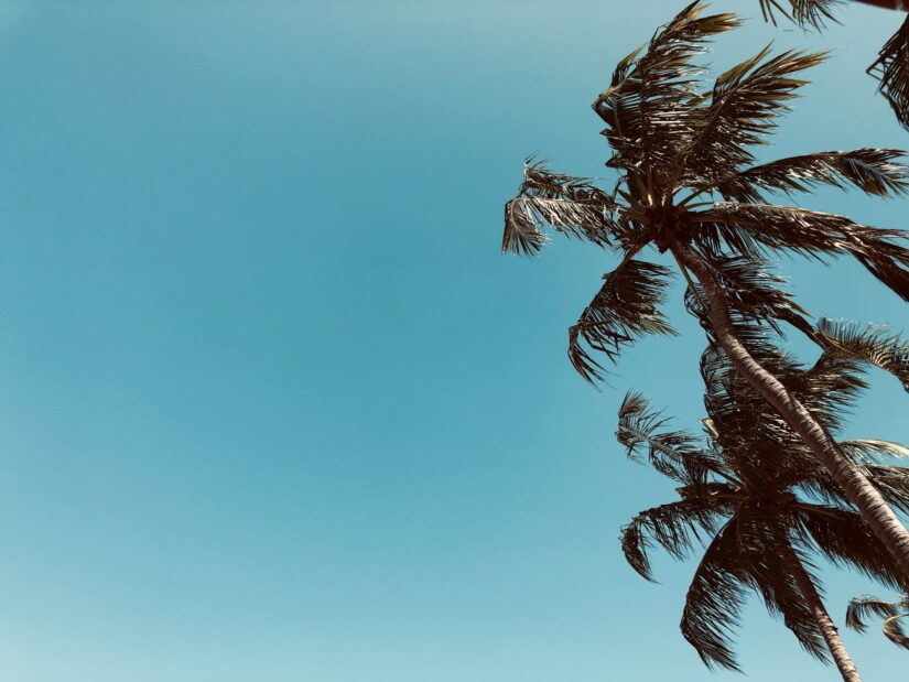 onde ficar em São Miguel dos Milagres na Praia do Patacho em Alagoas Palmeiras com folhas verdes sob um céu azul claro na Praia do Patacho em Alagoas.