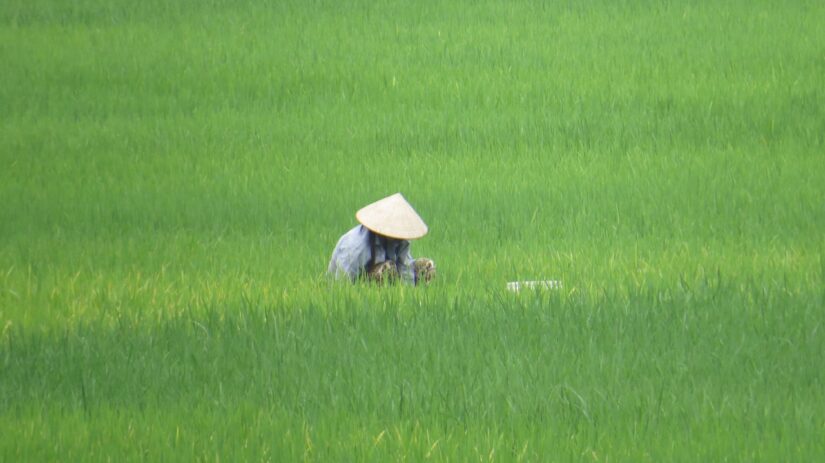 Uma pessoa usando um chapéu cônico trabalha em um campo de arroz verde exuberante da Holafly Vietnã.