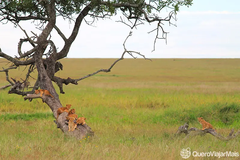 Safári na Tanzânia Turismo na Tanzânia o que ver