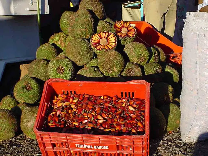 O que comer durante as compras em Curitiba Comidas para trazer das compras em Curitiba