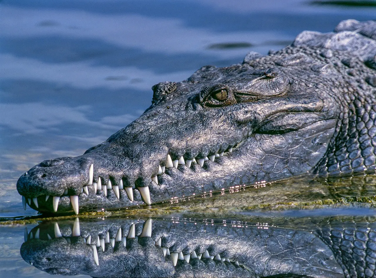 Crocodilo Timor-Leste timor leste história